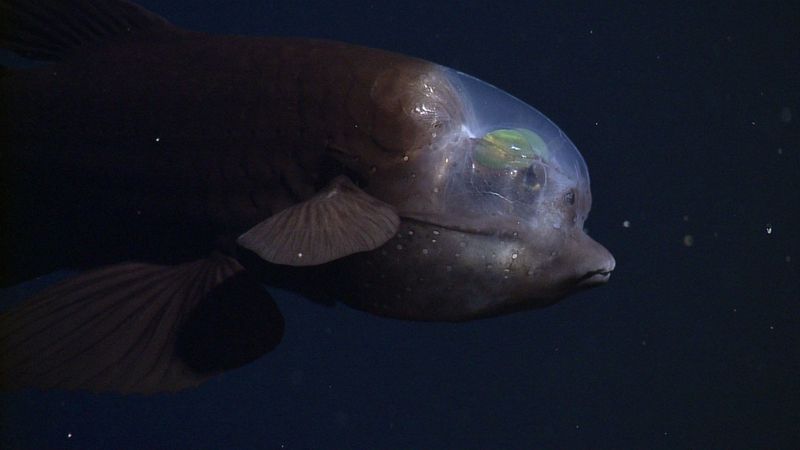 Barreleye Fish