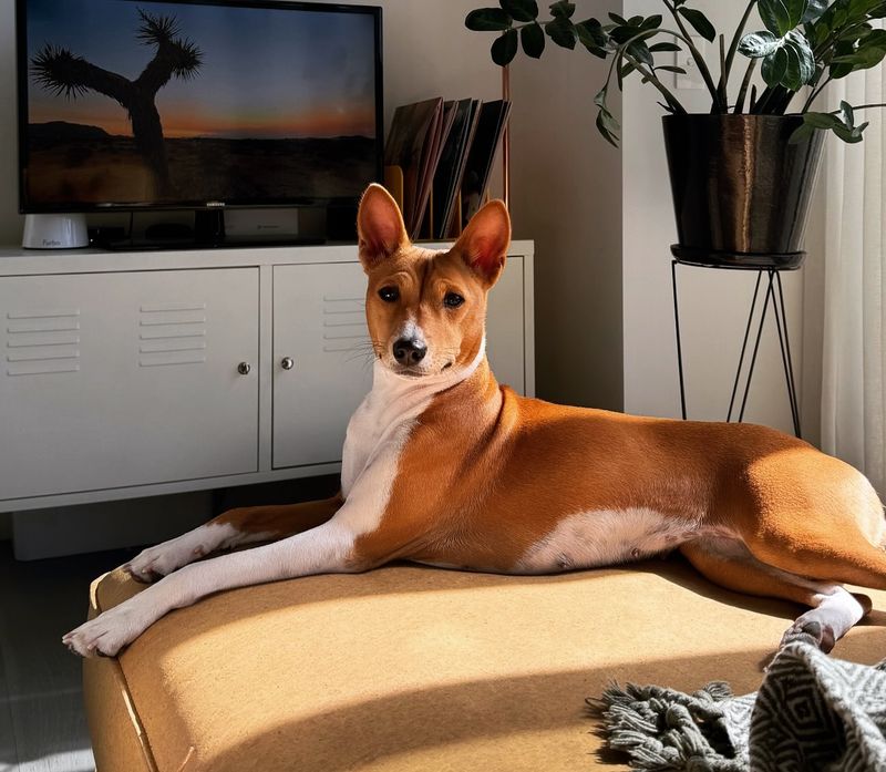 Basenji