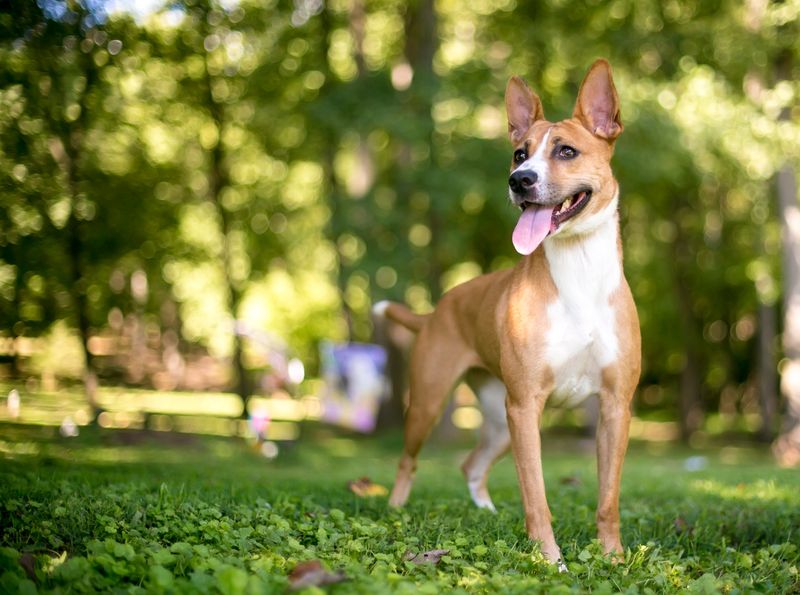 Basenji
