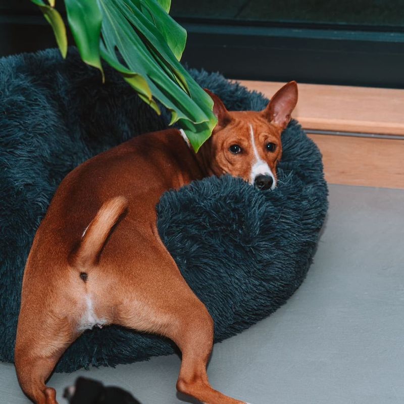 Basenji
