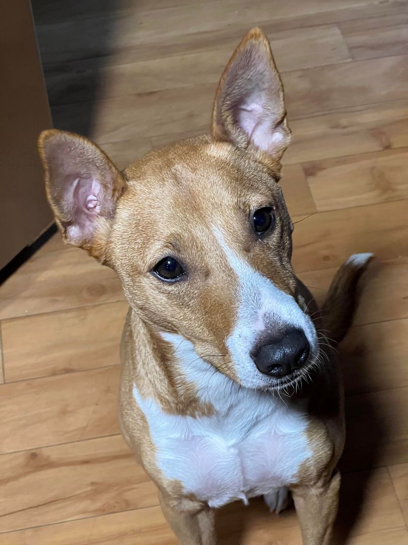 Basenji with Expressive Ears