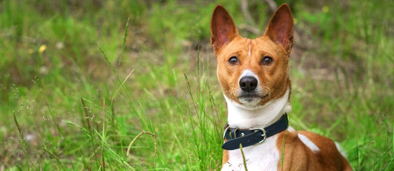Basenji