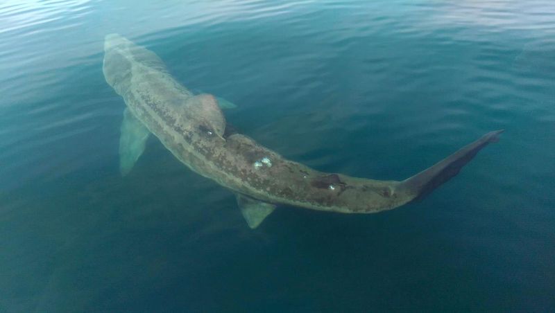 Basking Shark