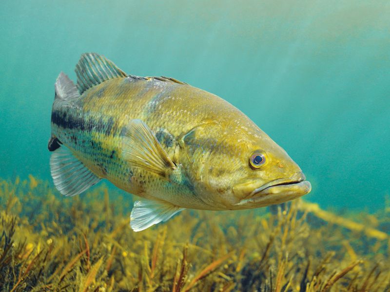 Bass Communication