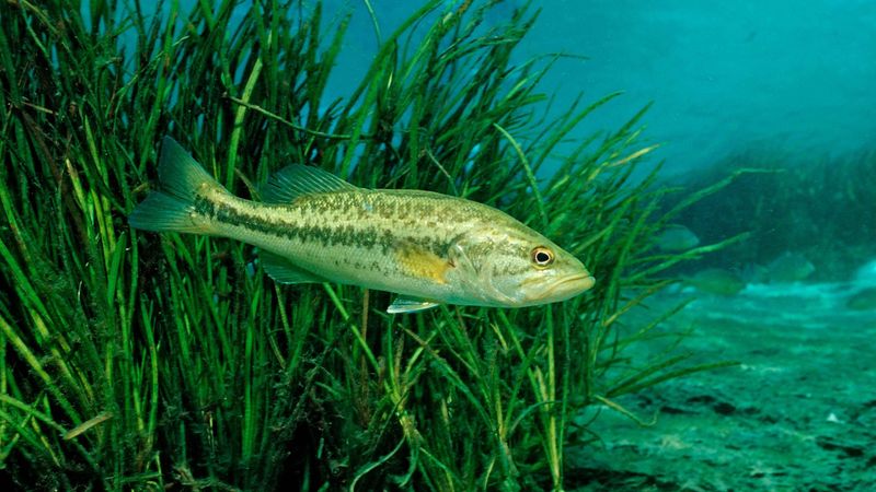 Bass and the Art of Ambush