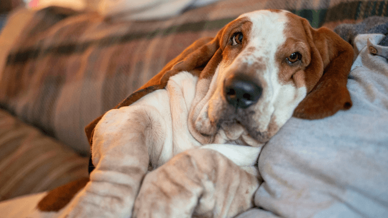 Basset Hound