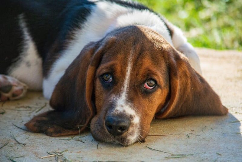 Basset Hound