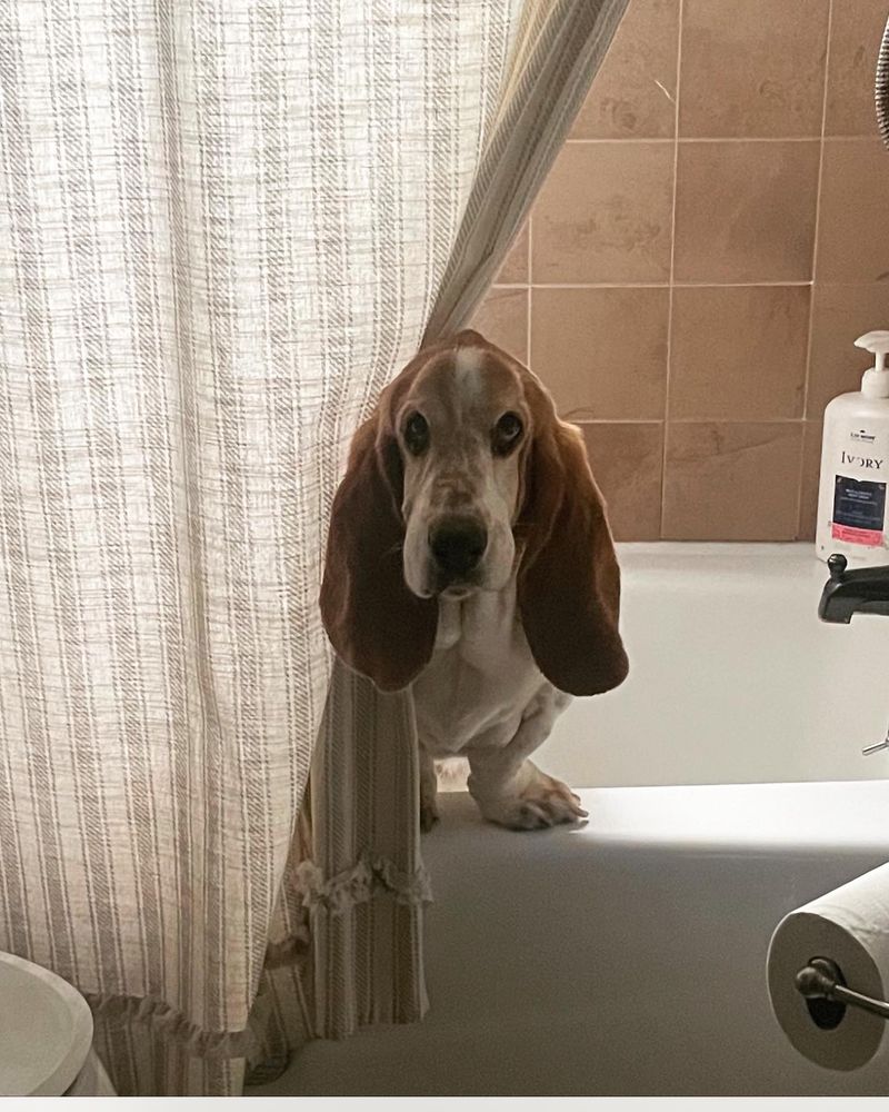 Basset Hound