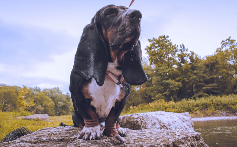 Basset Hound