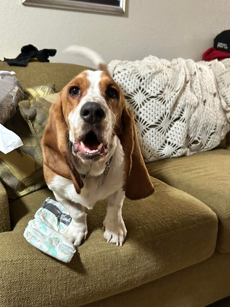 Basset Hound