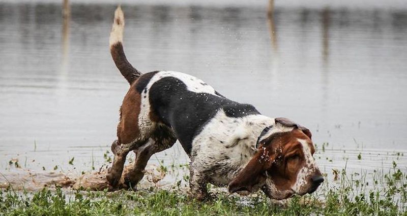 Basset Hound