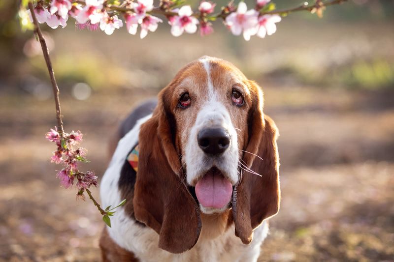 Basset Hound