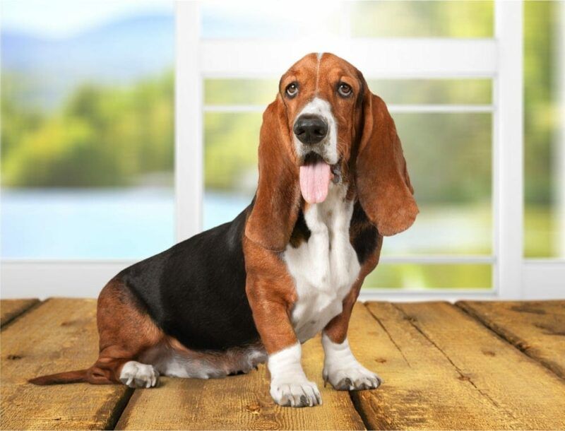 Basset Hound