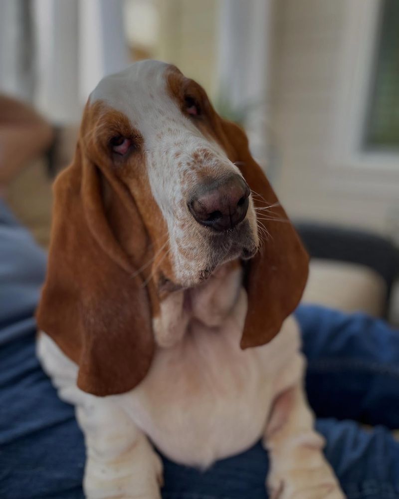 Basset Hound