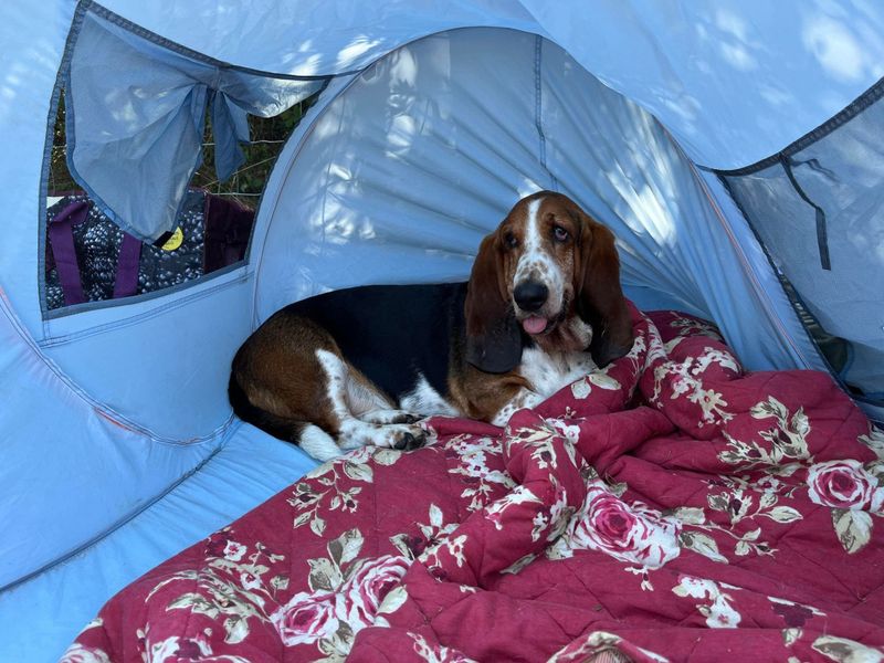 Basset Hound