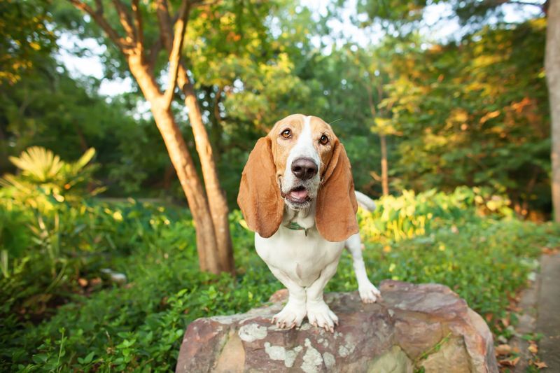 Basset Hound