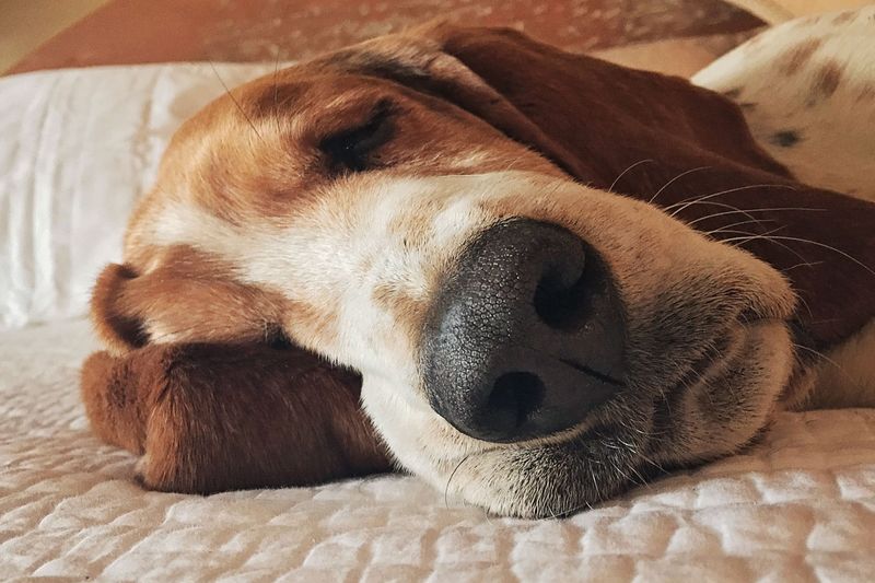 Basset Hound