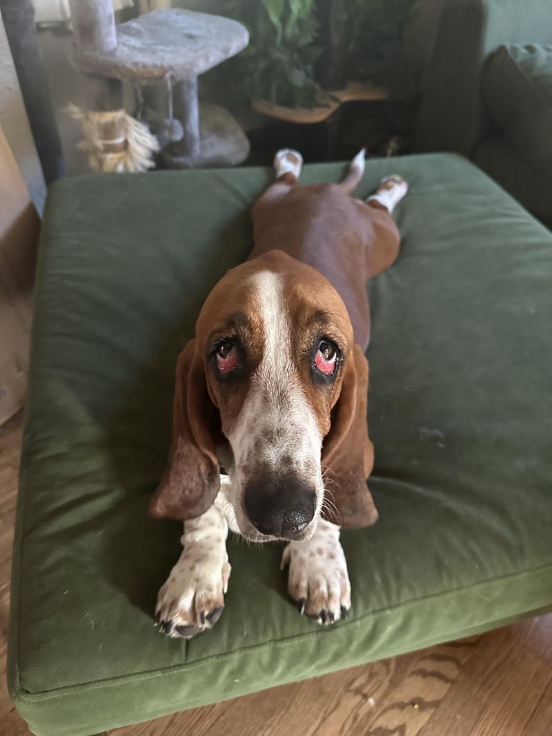 Basset Hound with Soulful Eyes