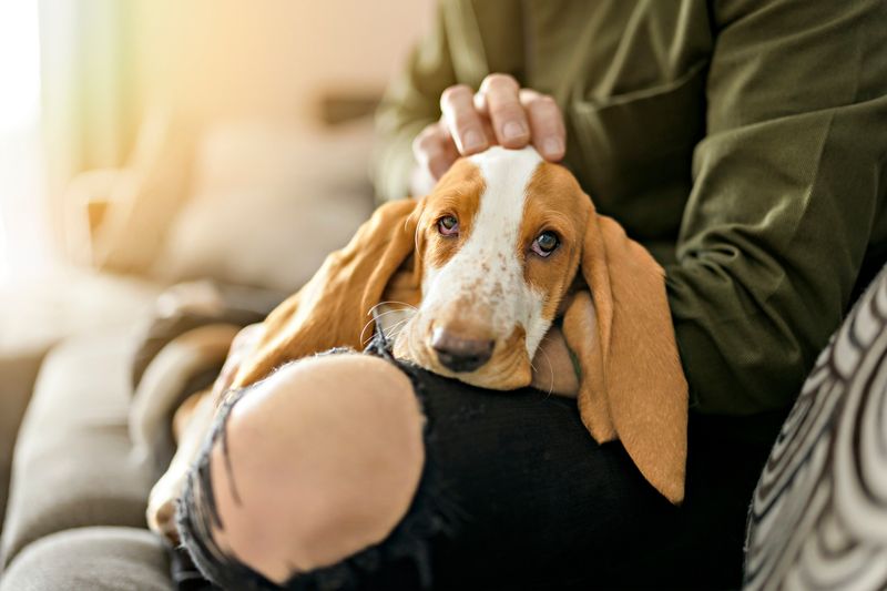 Basset Hound
