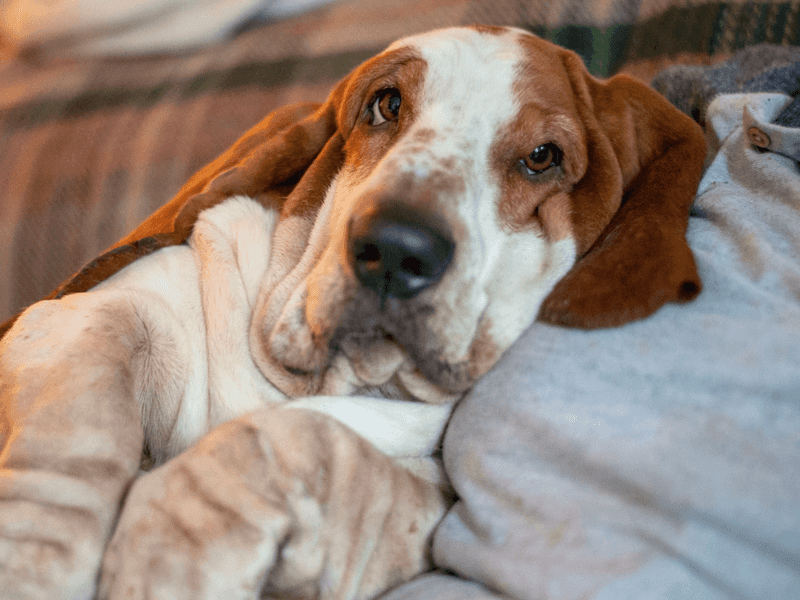 Basset Hound