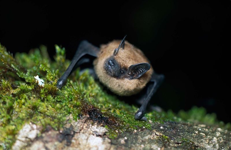 Bat