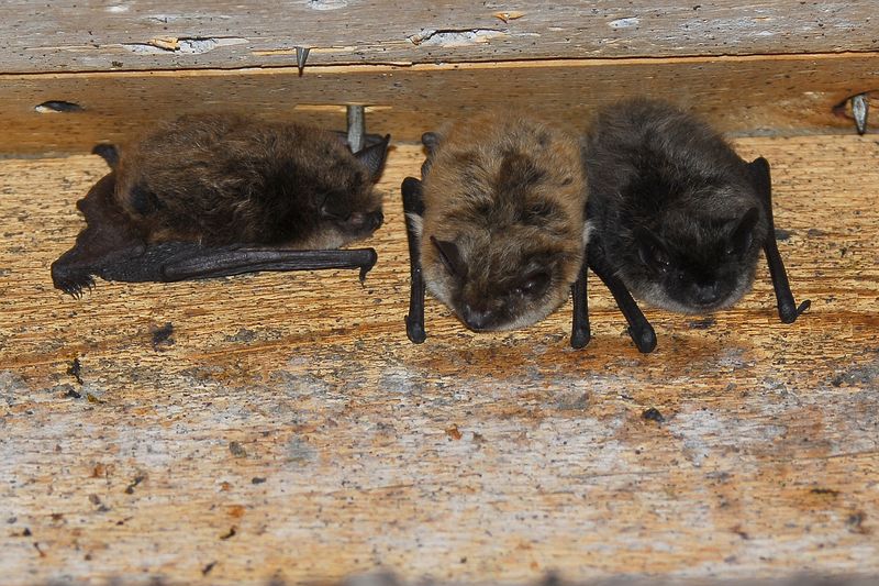Bats