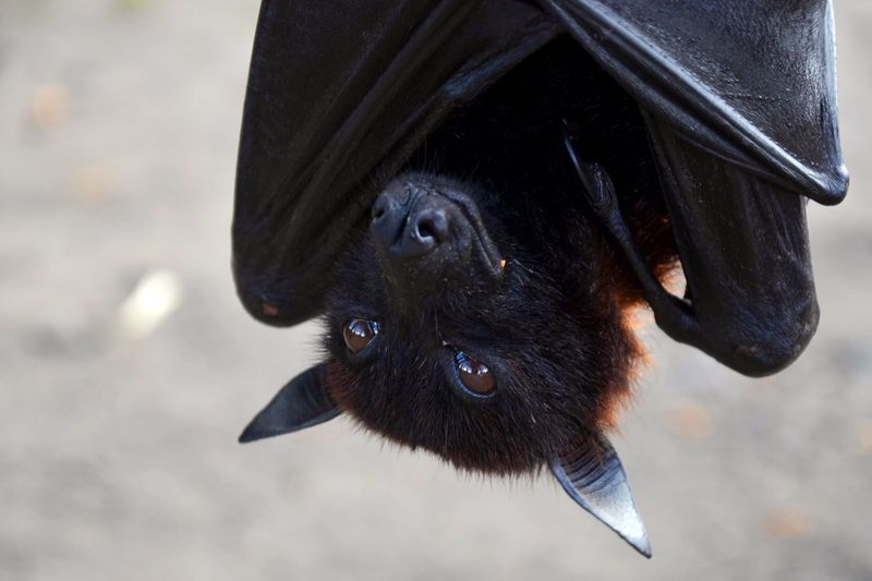 Bats and Darkness