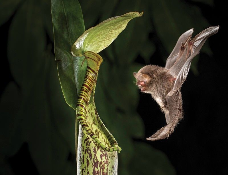 Bats and Pitcher Plants