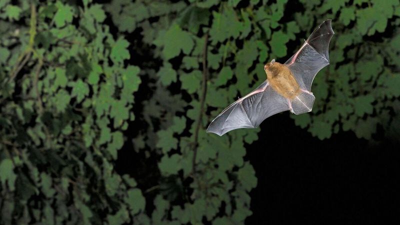 Bats