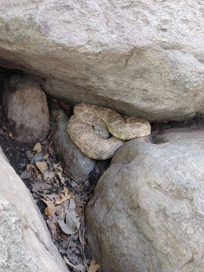 Be Cautious When Lifting Rocks or Logs
