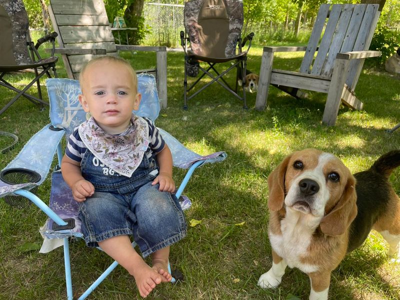 Beagle