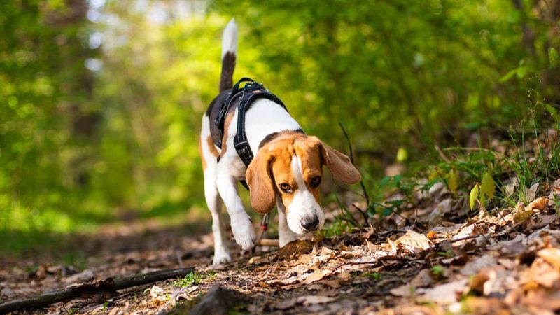Beagle