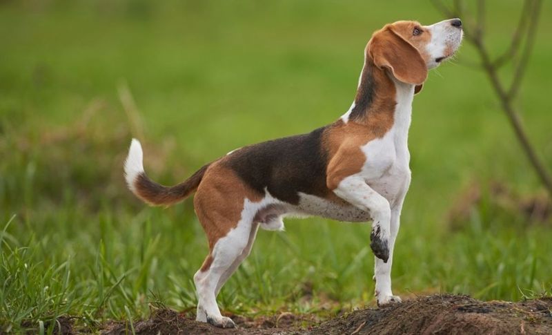 Beagle