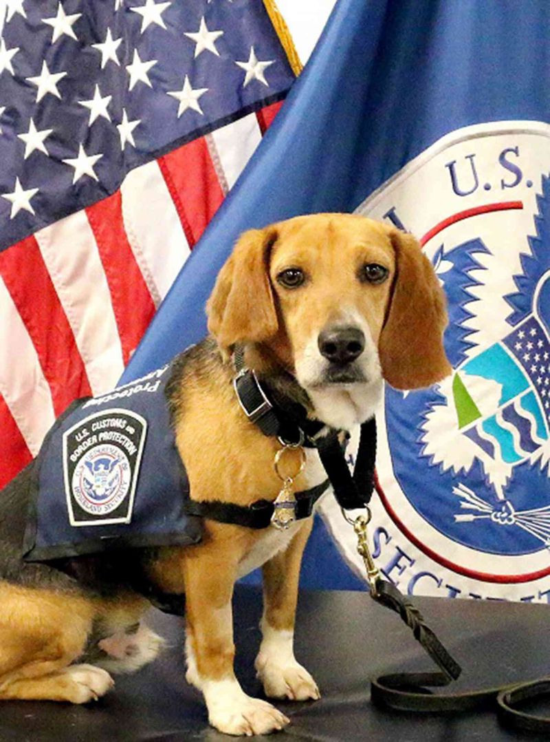 Beagle