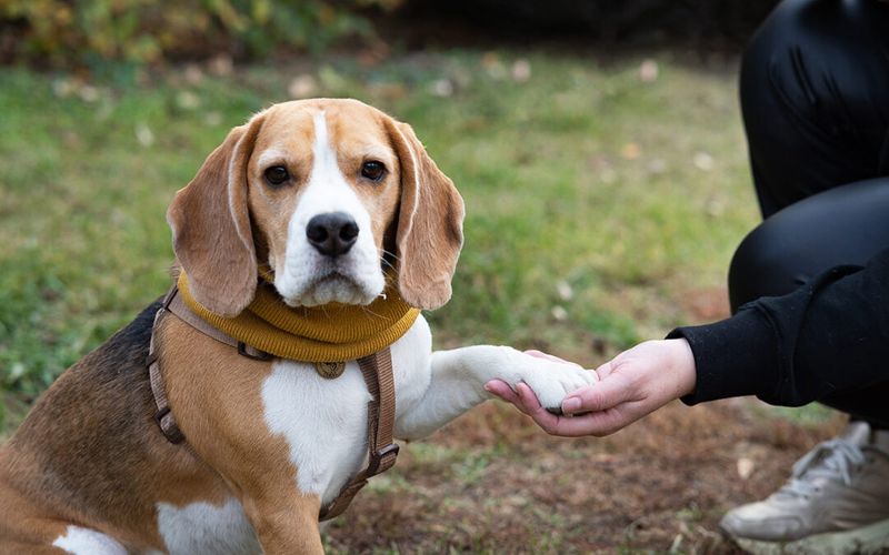 Beagle