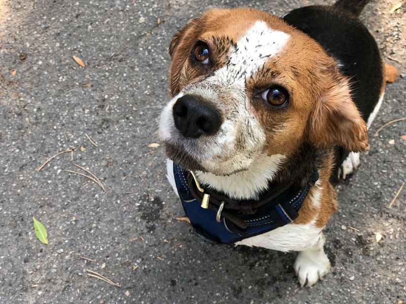 Beagle