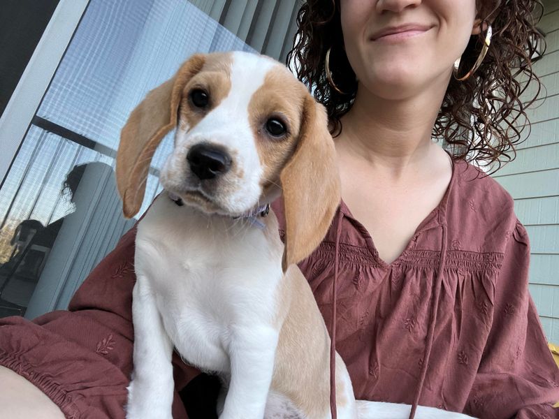 Beagle