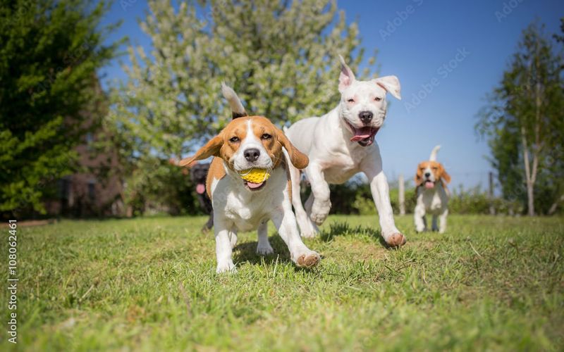 Beagle