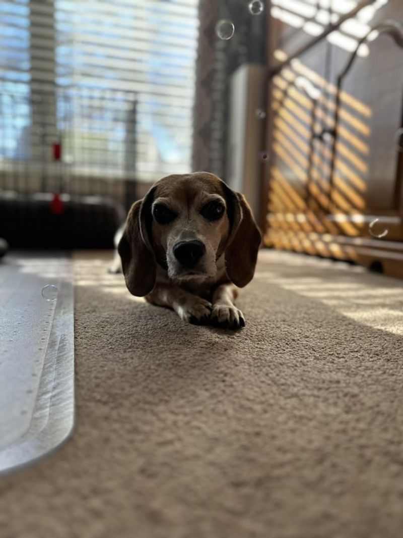 Beagle