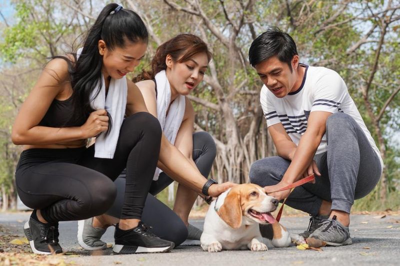 Beagle