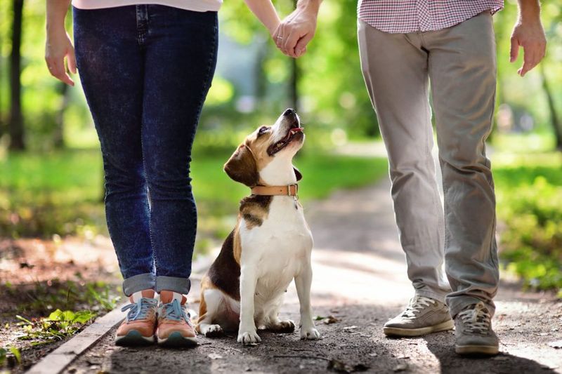 Beagle