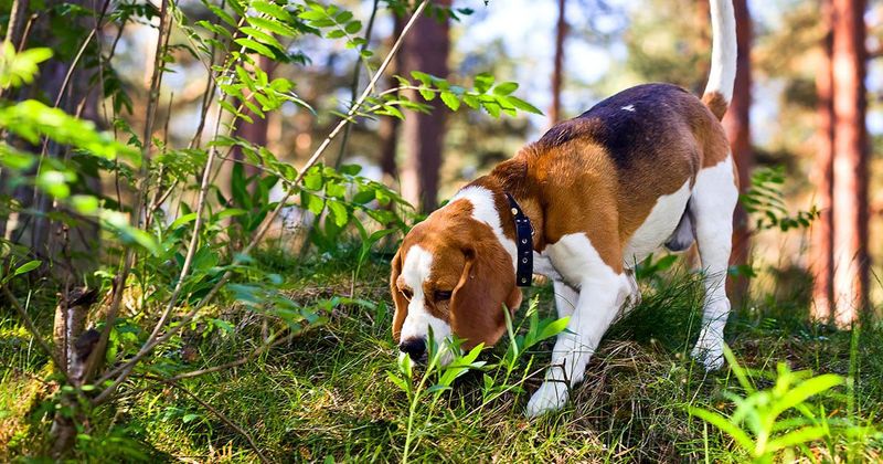 Beagle