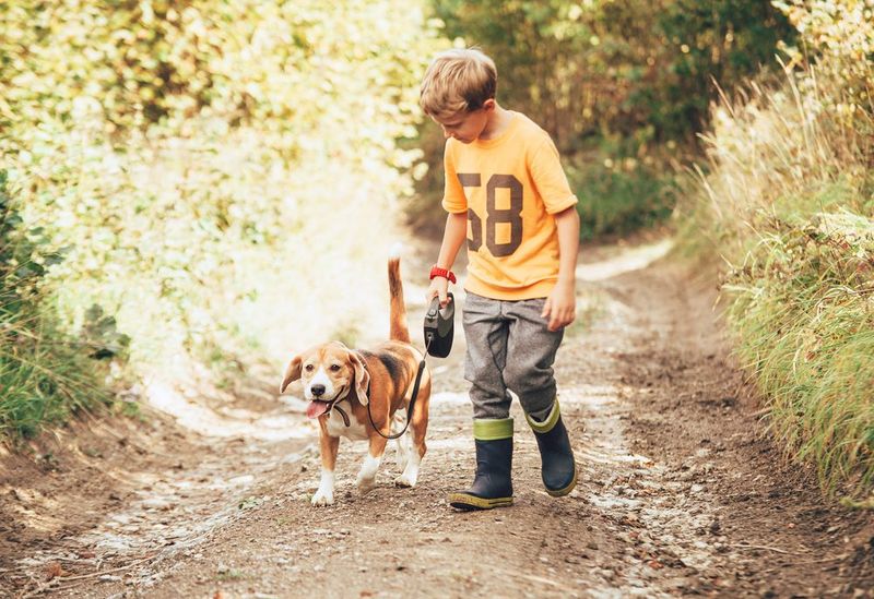 Beagle