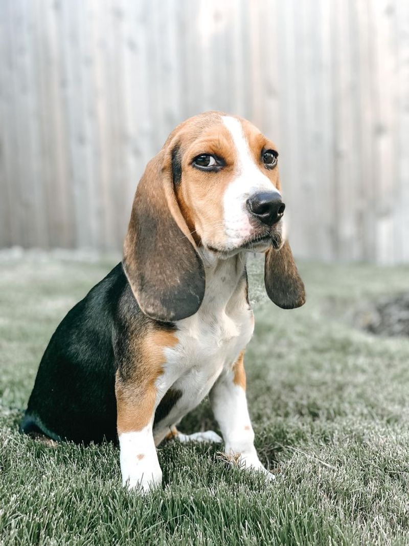 Beagle