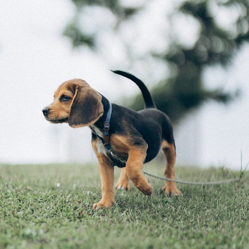 Beagle