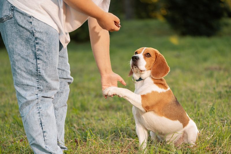 Beagle