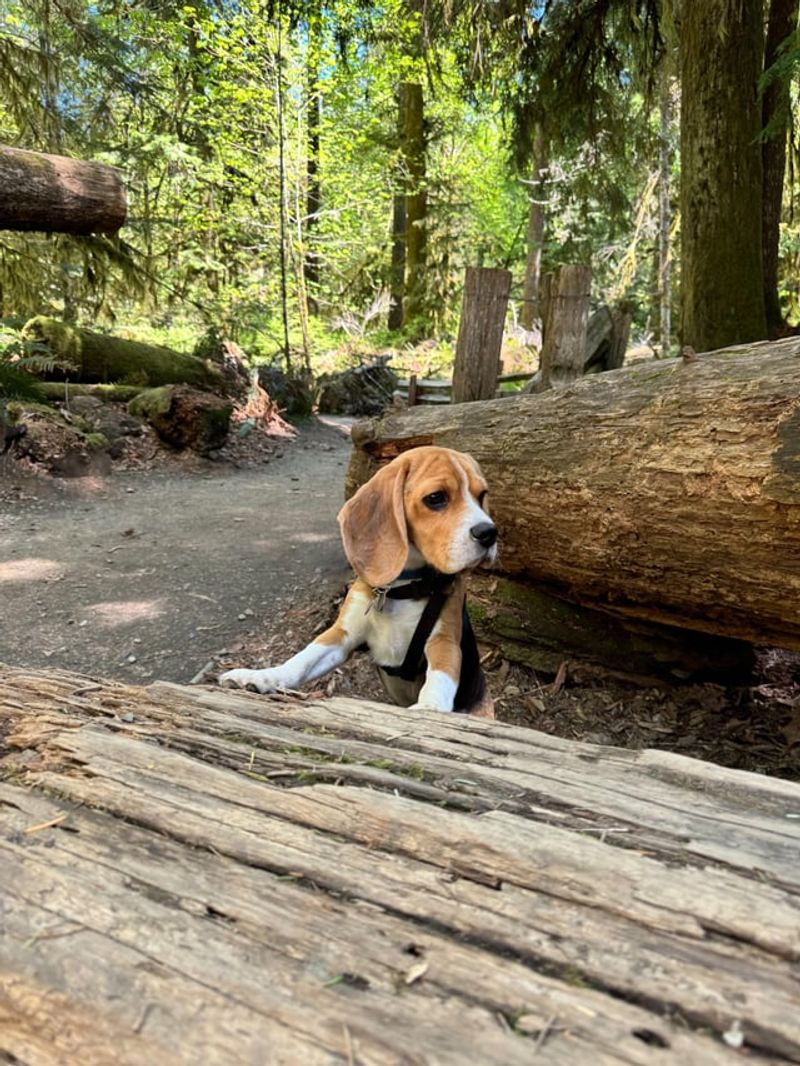 Beagle