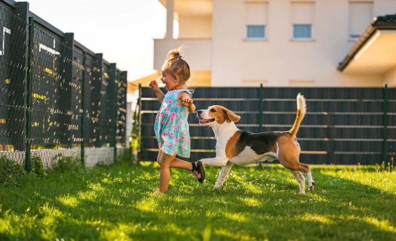 Beagle