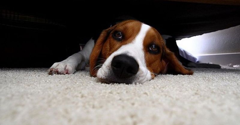 Beagle