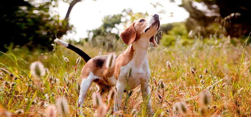 Beagle